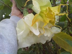 1801190 1490419147885207 511068698344561402 o