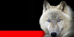 Home brwon scoccimaro